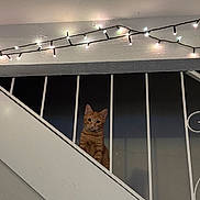 Princess is registered to the contest to win money with this photo: cat, cozy, curious, ears, fairy_lights, ginger_cat, indoor, looking_at_camera, nighttime, orange_fur, pet, portrait, railing, railing_banister, sitting, soft_lighting, staircase, vertical_bars, wall, whiskers