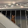 cat, cozy, curious, ears, fairy_lights, ginger_cat, indoor, looking_at_camera, nighttime, orange_fur, pet, portrait, railing, railing_banister, sitting, soft_lighting, staircase, vertical_bars, wall, whiskers