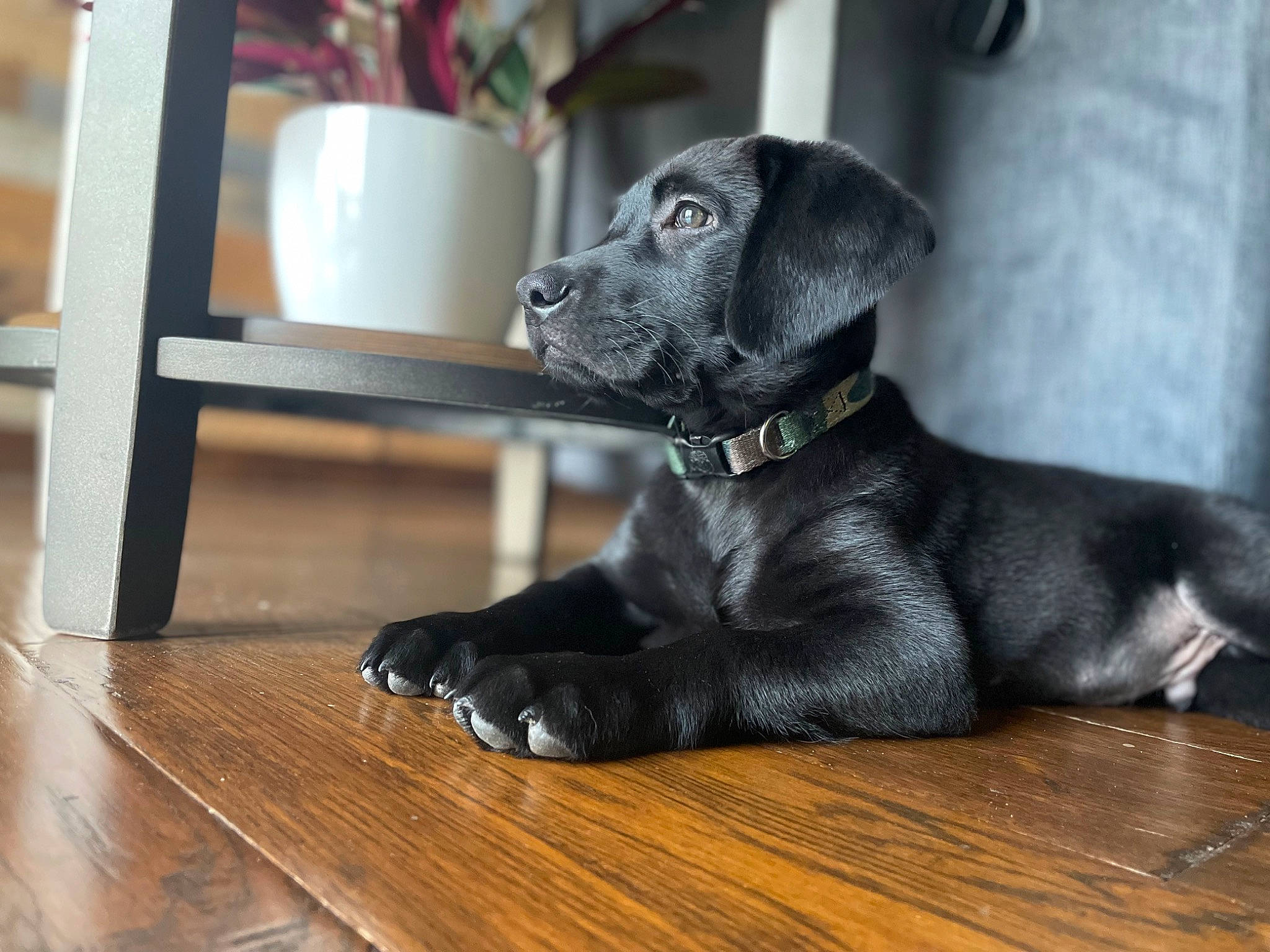 Jagger joined the competition — help win amazing prizes! carnivore, collar, comfort, companion_dog, dog, dog_breed, dog_collar, dog_supply, fawn, flooring, hardwood, laminate_flooring, snout, sporting_group, varnish, whiskers, wood, wood_flooring, wood_stain, working_animal