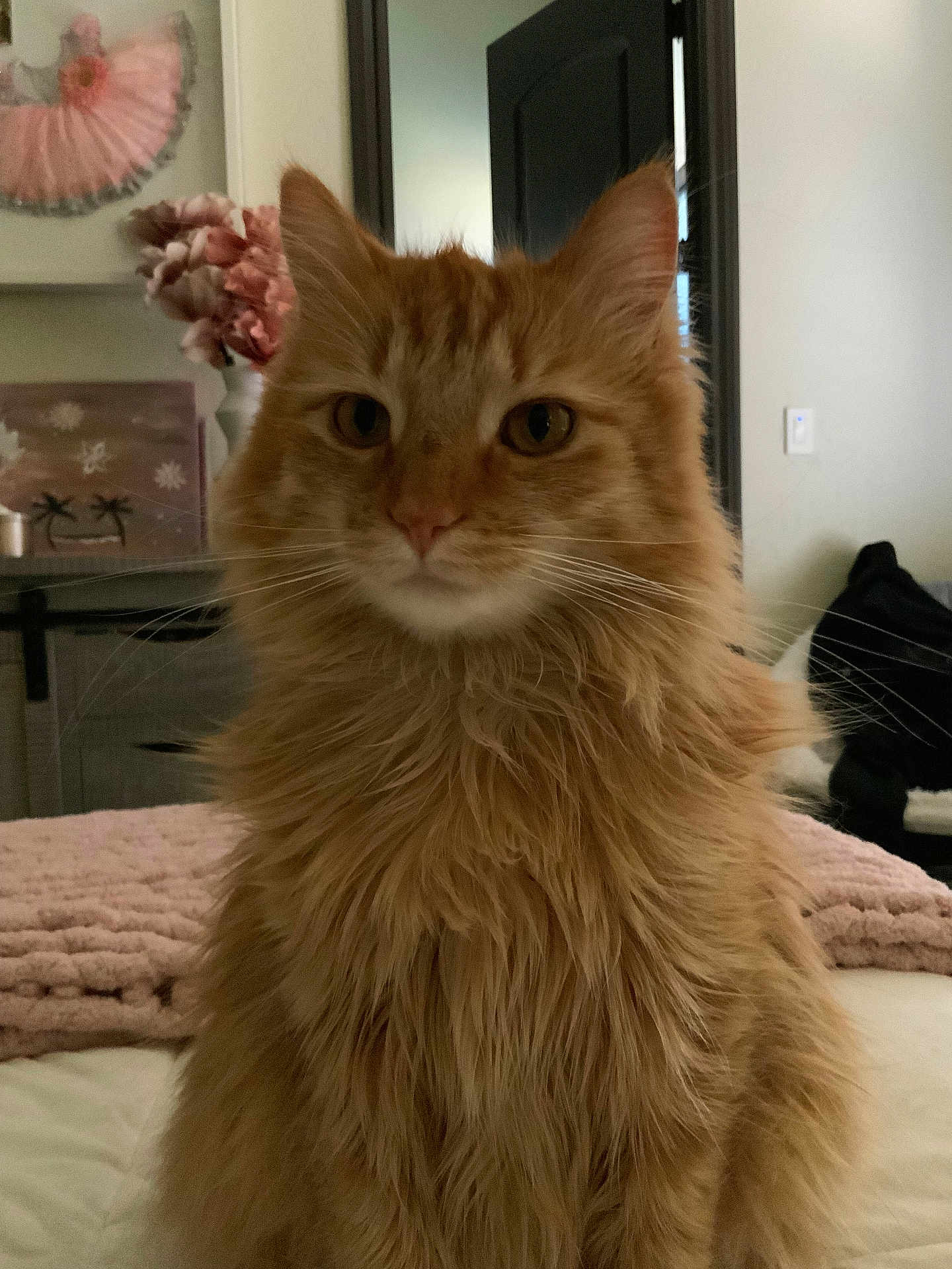 Raja