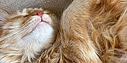 Raja is registered to the contest to win money with this photo: cat, ginger_cat, sleeping, feline, fluffy, pet, indoors, cozy, resting, whiskers, paw, fur, close_up, relaxed, couch, texture, animal, cute, domestic_cat, nap