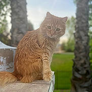 Raja is registered to the contest to win money with this photo: cat, ginger_cat, feline, outdoor, nature, trees, greenery, fence, animal, pet, fur, whiskers, tail, sitting, looking, daylight, tile, curious, calm, closeup