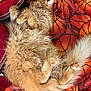 Raja is registered to the contest to win money with this photo: cat, orange_cat, fluffy, sleeping, blanket, basketball_pattern, cozy, pet, fur, relaxed, domestic_cat, indoor, animal, cute, resting, paw, tail, comfort, soft, nap