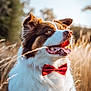 animal, background_blur, bow_tie, canine, close_up, dog, ears, field, fluffy, fur, grass, happy, nature, outdoor, pet, portrait, smile, summer, sunlight, tongue