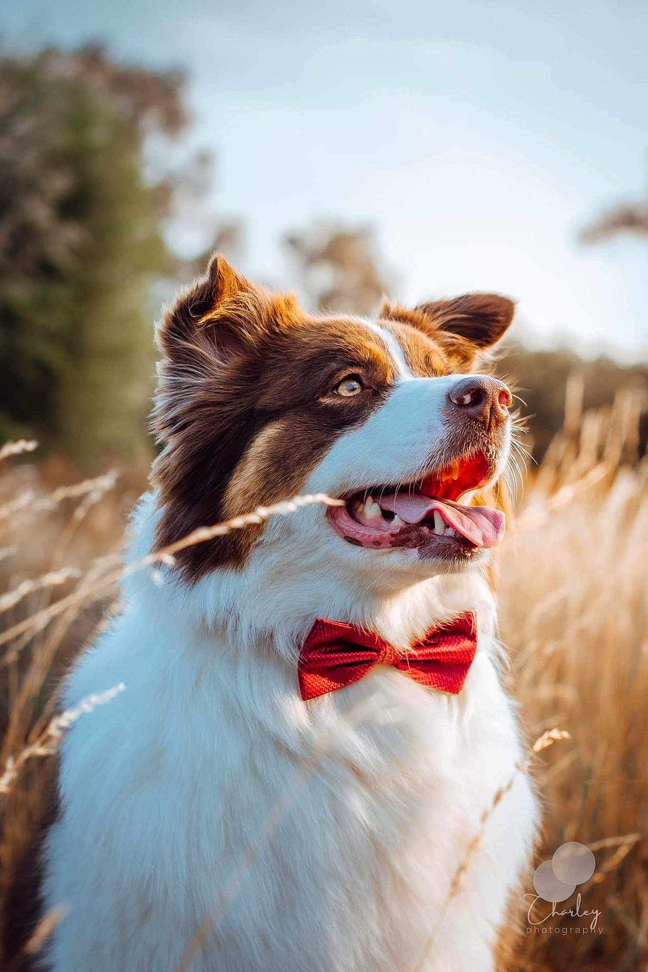 Maia
