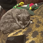 Luna is registered to the contest to win money with this photo: cat, gray_cat, carpet, smartphone, plush_toy, indoor, pet, resting, cozy, feline, animal, domestic_cat, fur, curled_up, relaxed, background, soft_toy, pattern, home, closeup