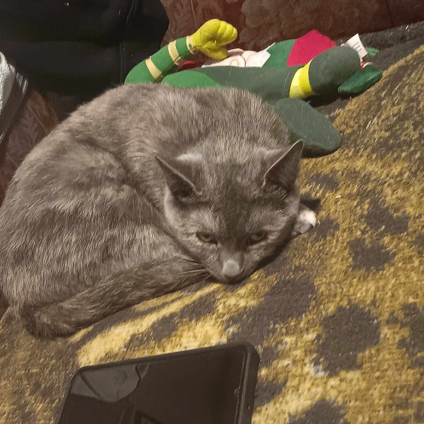 Luna is registered to the contest to win money with this photo: animal, background, carpet, cat, closeup, cozy, curled_up, domestic_cat, feline, fur, gray_cat, home, indoor, pattern, pet, plush_toy, relaxed, resting, smartphone, soft_toy