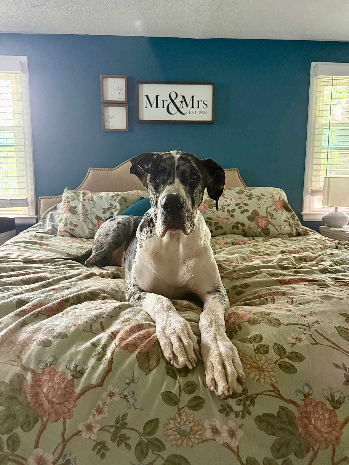 Sedona joined the competition — help win amazing prizes! dog, great_dane, bed, bedroom, floral_bedspread, pillow, headboard, window, natural_light, indoor, pet, animal, canine, furniture, decor, wall_art, resting, looking_at_camera, domestic, cozy