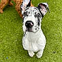 Sedona is registered to the contest to win money with this photo: dog, puppy, spotted, ears, grass, outdoor, brown_dog, curious, pet, animal, canine, looking_up, fur, nose, playful, young_dog, two_dogs, nature, green, adorable