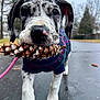 Sedona joined the competition — help win amazing prizes! puppy, dog, pine_cone, sweater, outdoor, wet_pavement, close_up, black_and_white, spots, leash, nature, trees, cute, pet, animal, walking, autumn, young_dog, playful, nose