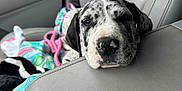 Sedona is registered to the contest to win money with this photo: puppy, dog, great_dane, car_interior, car_seat, blanket, toy, resting, sleepy, close_up, pet, animal, cute, leather_seat, black_and_white, young_dog, indoors, cozy, head_resting, relaxed