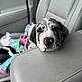 puppy, dog, great_dane, car_interior, car_seat, blanket, toy, resting, sleepy, close_up, pet, animal, cute, leather_seat, black_and_white, young_dog, indoors, cozy, head_resting, relaxed