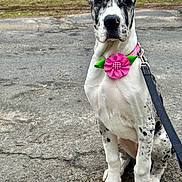 Sedona joined the competition — help win amazing prizes! dog, puppy, great_dane, collar, flower, pink, leash, sitting, outdoor, pavement, grass, black_and_white, spotted, pet, cute, animal, young, canine, portrait, nature