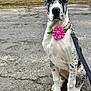 dog, puppy, great_dane, collar, flower, pink, leash, sitting, outdoor, pavement, grass, black_and_white, spotted, pet, cute, animal, young, canine, portrait, nature