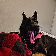 Princess joined the competition — help win amazing prizes! dog, black_dog, canine, pet, blanket, red, black, checkered, yawning, tongue, collar, indoor, resting, lying_down, fur, ears, animal, mammal, cozy, relaxed
