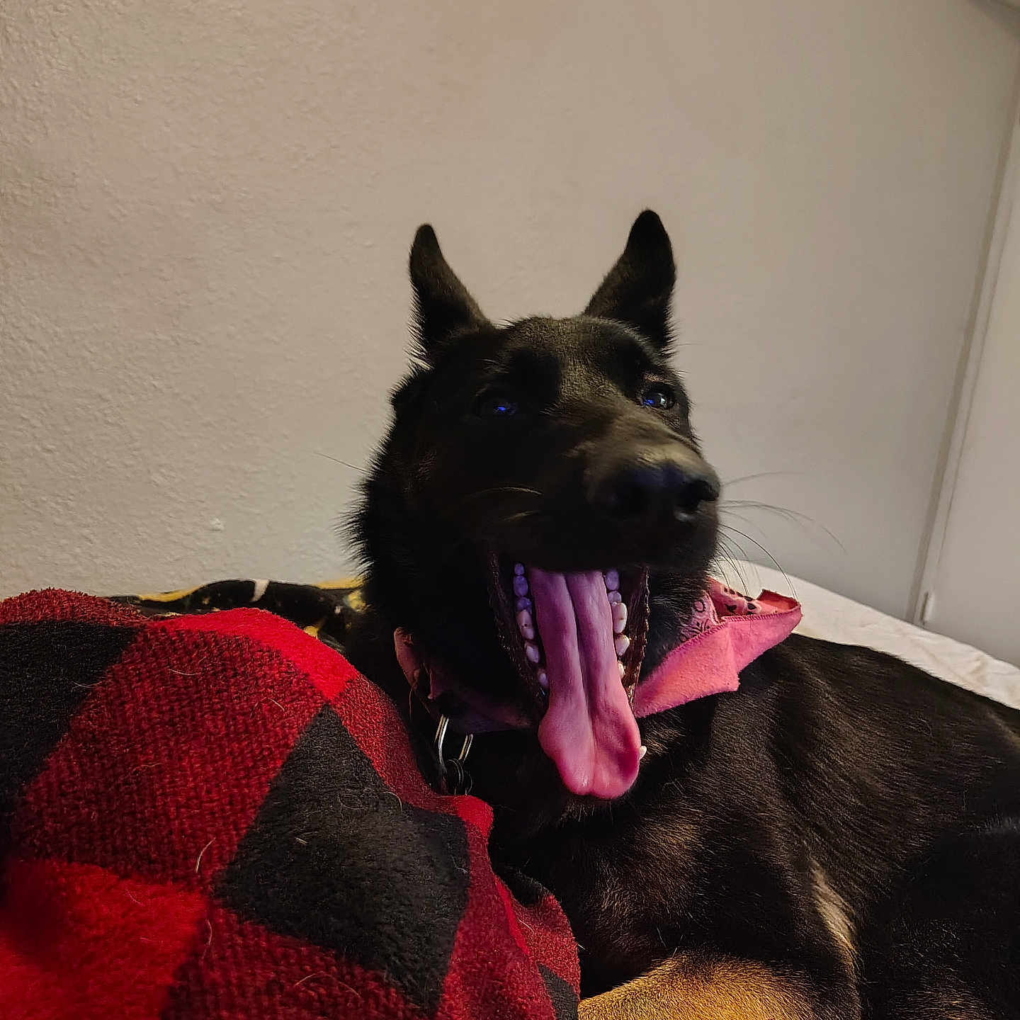 Princess joined the competition — help win amazing prizes! animal, black, black_dog, blanket, canine, checkered, collar, cozy, dog, ears, fur, indoor, lying_down, mammal, pet, red, relaxed, resting, tongue, yawning