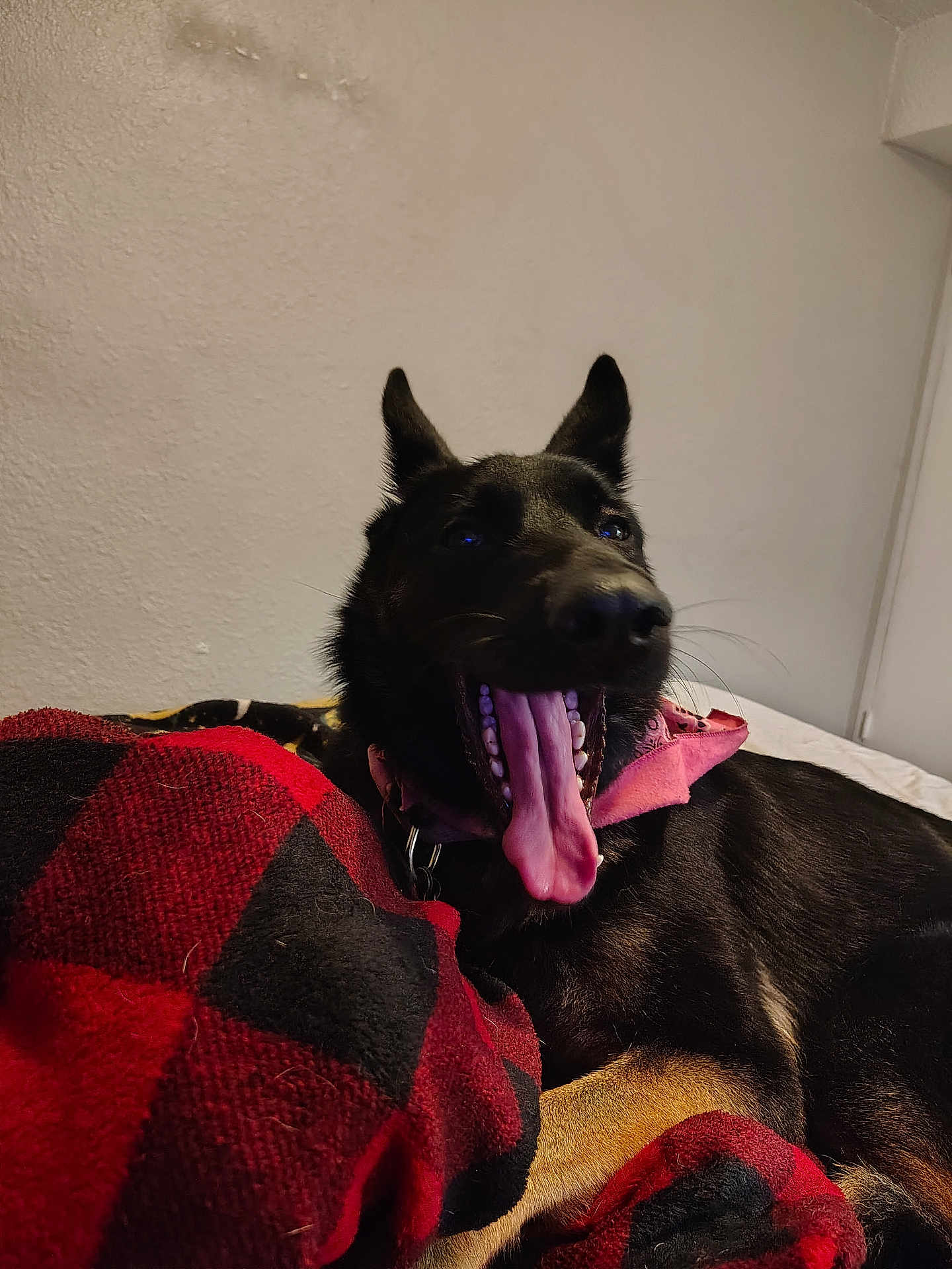 Princess joined the competition — help win amazing prizes! dog, black_dog, canine, pet, blanket, red, black, checkered, yawning, tongue, collar, indoor, resting, lying_down, fur, ears, animal, mammal, cozy, relaxed