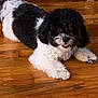 Suki is registered to the contest to win money with this photo: dog, black_and_white, curly_fur, pet, indoor, wooden_floor, lying_down, cute, animal, domestic, playful, fur, canine, friendly, small_dog, companion, relaxed, looking_up, household, adorable