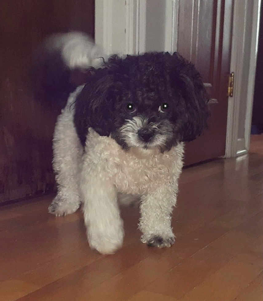Suki is registered to the contest to win money with this photo: dog, black_and_white, curly_fur, indoor, wooden_floor, pet, tail, walking, home, door, canine, animal, fur, cute, companion, friendly, mammal, house, domestic, playful
