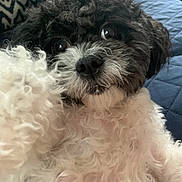Suki is registered to the contest to win money with this photo: dog, curly_fur, black_and_white, close_up, pet, cute, fluffy, nose, eyes, indoor, cozy, portrait, animal, canine, fur, expression, looking_at_camera, soft_texture, companion, domestic_animal