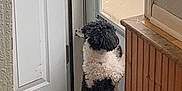 Suki joined the competition — help win amazing prizes! dog, black_and_white, fluffy, standing, door, glass_door, indoor, looking_out, curious, pet, animal, fur, tail, floor, wall, wood_paneling, home, waiting, side_view, small_dog