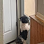 dog, black_and_white, fluffy, standing, door, glass_door, indoor, looking_out, curious, pet, animal, fur, tail, floor, wall, wood_paneling, home, waiting, side_view, small_dog