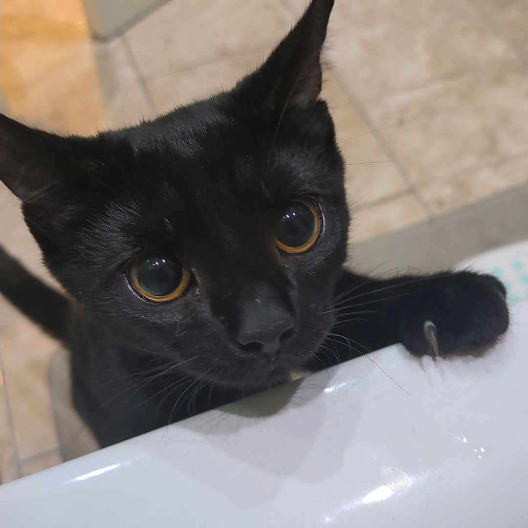 Shadow is registered to the contest to win money with this photo: animal, bathroom, bathtub, black_cat, cat, claws, close_up, curious, cute, domestic_cat, ears, eyes, feline, floor_tiles, indoor, looking_up, nose, paw, pet, whiskers