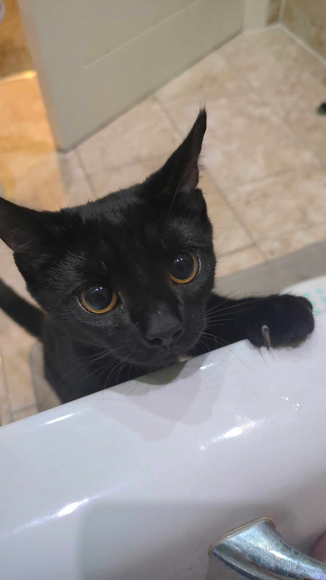 Shadow is registered to the contest to win money with this photo: black_cat, cat, pet, animal, curious, bathroom, bathtub, claws, close_up, feline, whiskers, ears, floor_tiles, indoor, domestic_cat, looking_up, cute, eyes, nose, paw