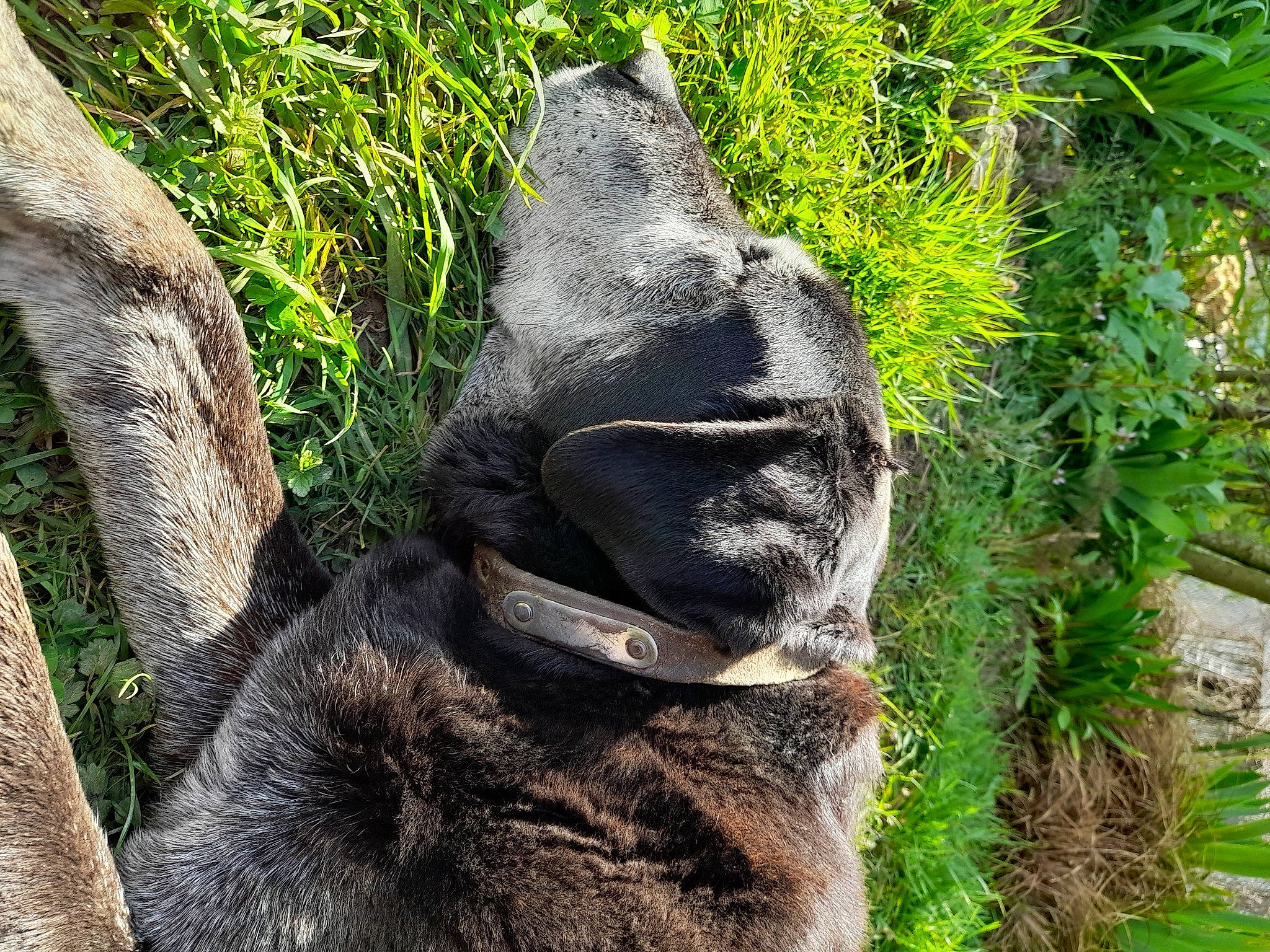 Ouspi participe au concours pour gagner de l'argent avec cette photo : art, fur, garden, grass, groundcover, jungle, lawn_ornament, natural_environment, natural_material, plant, rock, sculpture, shrub, snout, terrestrial_animal, terrestrial_plant, tree, trunk, wildlife, wood