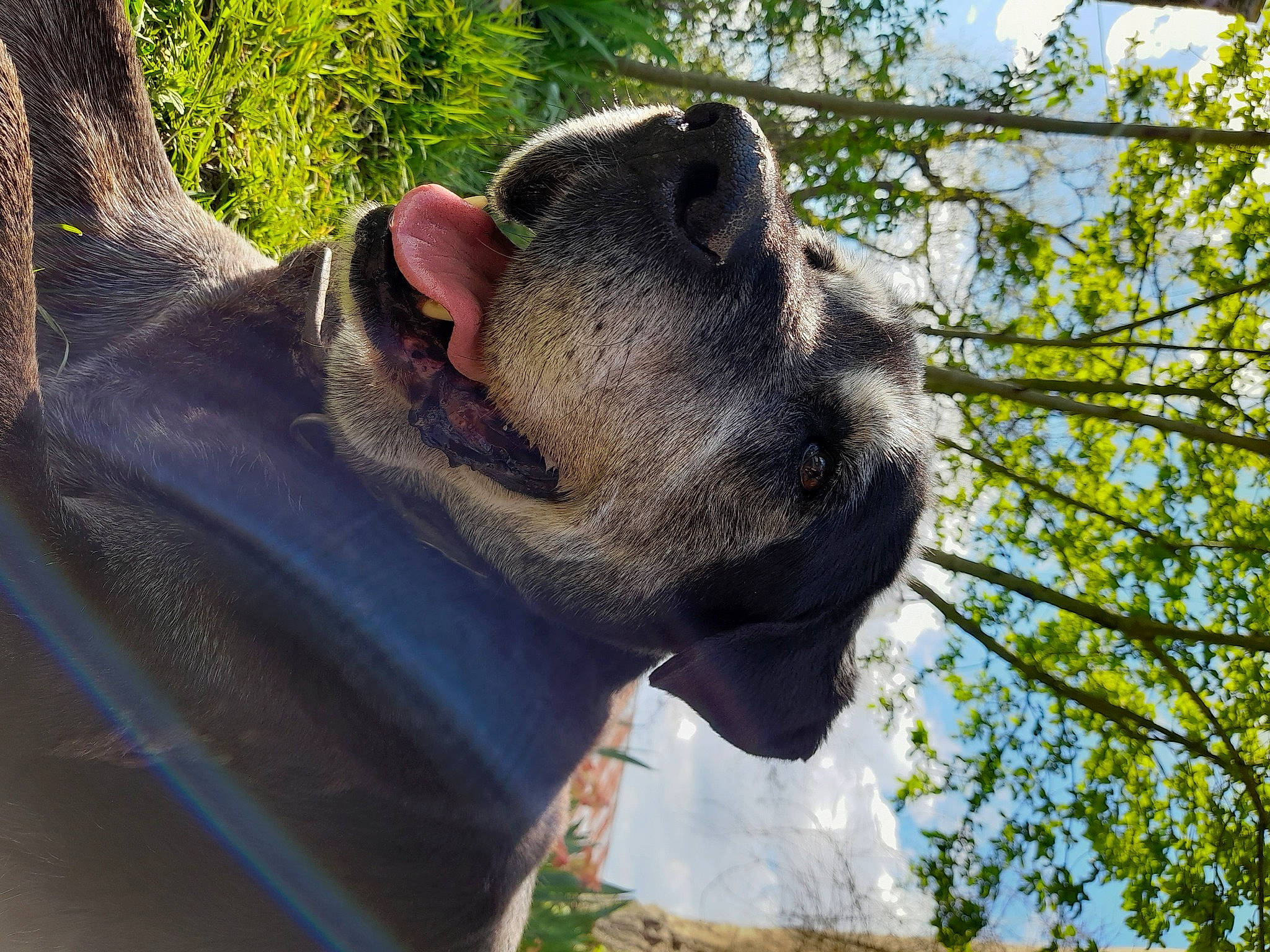 Ouspi a rejoint le concours — aidez-le/la à gagner de superbes lots ! canidae, carnivore, dog_breed, fang, fawn, fur, grass, organism, plant, sculpture, sky, snout, sporting_group, terrestrial_animal, tree, trunk, twig, whiskers, wildlife, working_animal