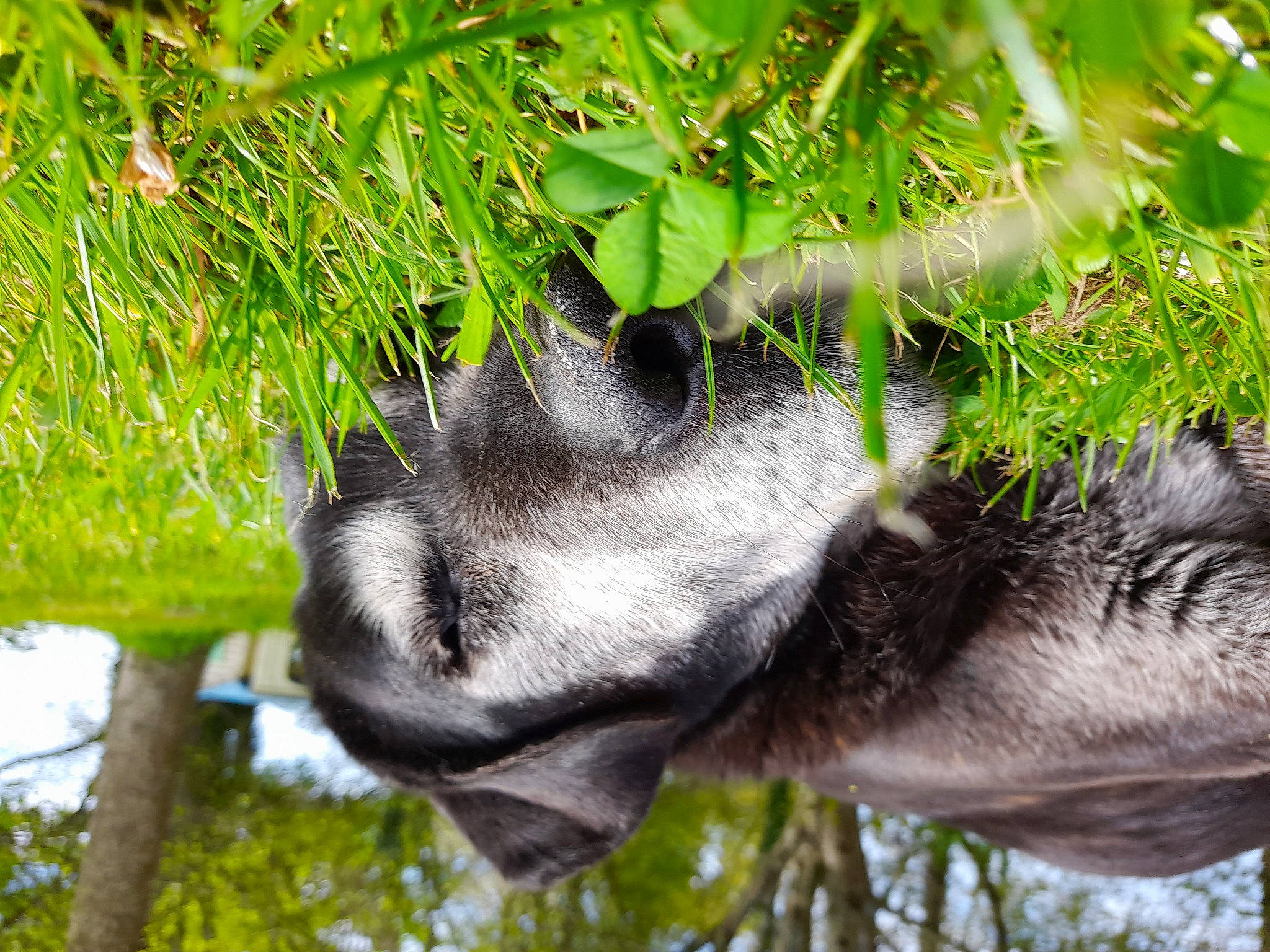 Ouspi participe au concours pour gagner de l'argent avec cette photo : botany, branch, felidae, fur, grass, nature, organism, plant, snout, spring, terrestrial_animal, terrestrial_plant, tree, trunk, twig, vegetation, whiskers, wildlife, woody_plant, working_animal