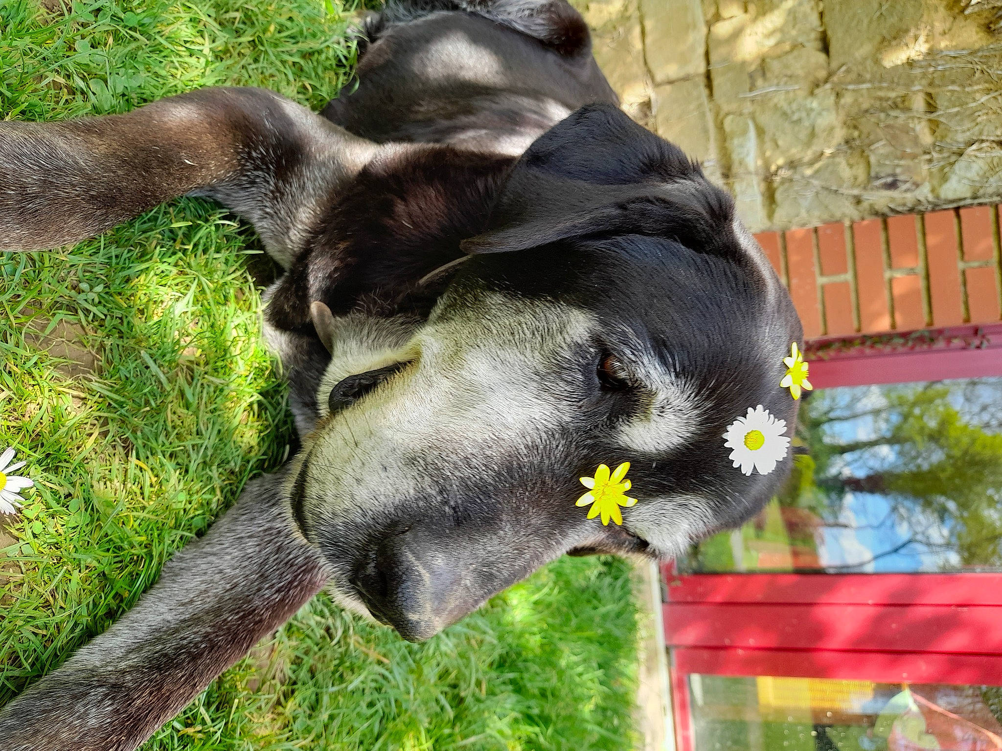 Ouspi participe au concours pour gagner de l'argent avec cette photo : carnivore, dog_breed, flower, fur, grass, koala, lawn_ornament, natural_material, plant, snout, sporting_group, tail, terrestrial_animal, terrestrial_plant, tree, trunk, wildlife, working_animal