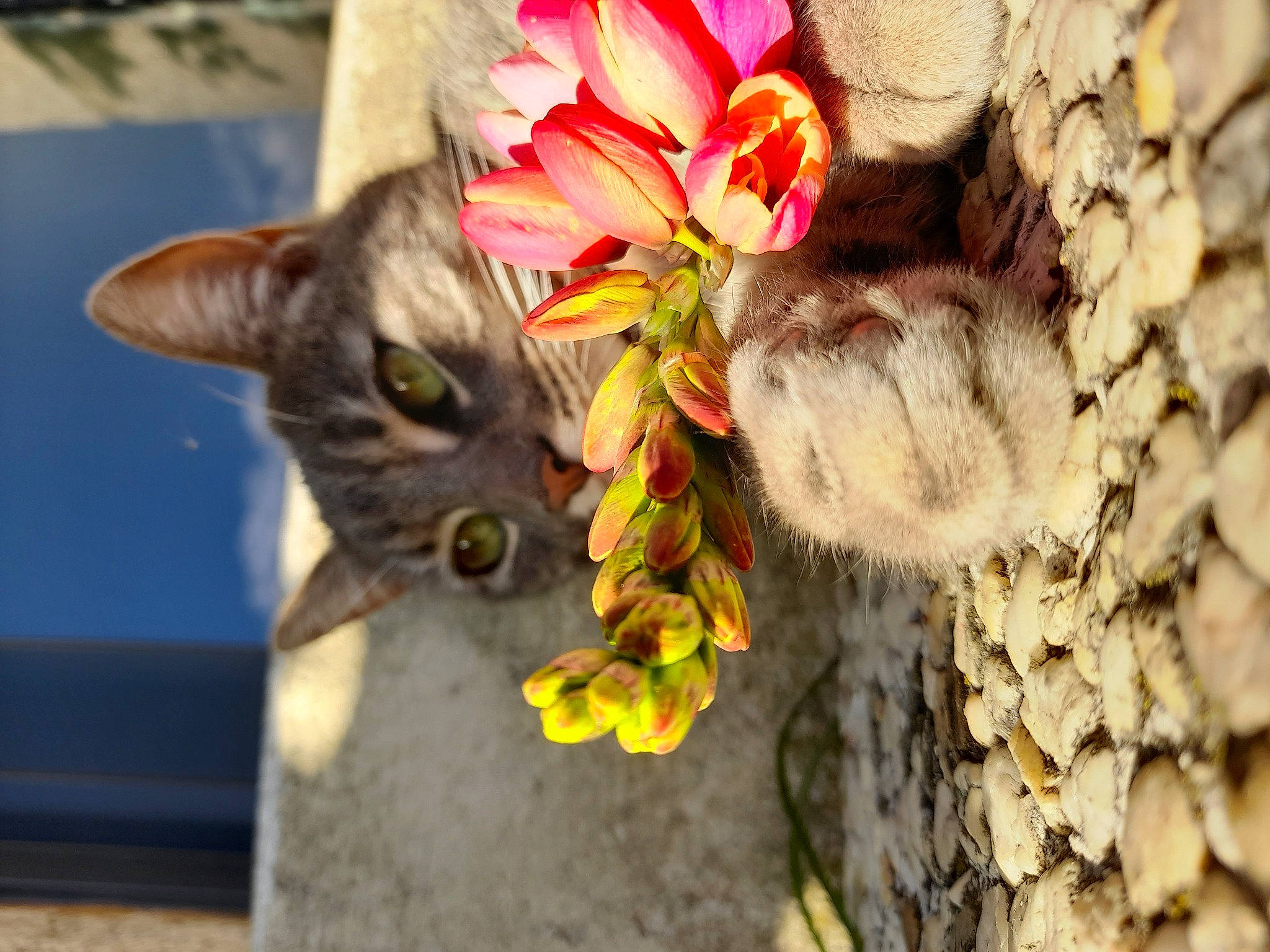 Skitty a rejoint le concours — aidez-le/la à gagner de superbes lots ! carmine, carnivore, cat, claw, domestic_short_haired_cat, fawn, felidae, flower, flowering_plant, fur, mammal, organism, paw, petal, plant, small_to_medium_sized_cats, snout, tail, vertebrate, whiskers