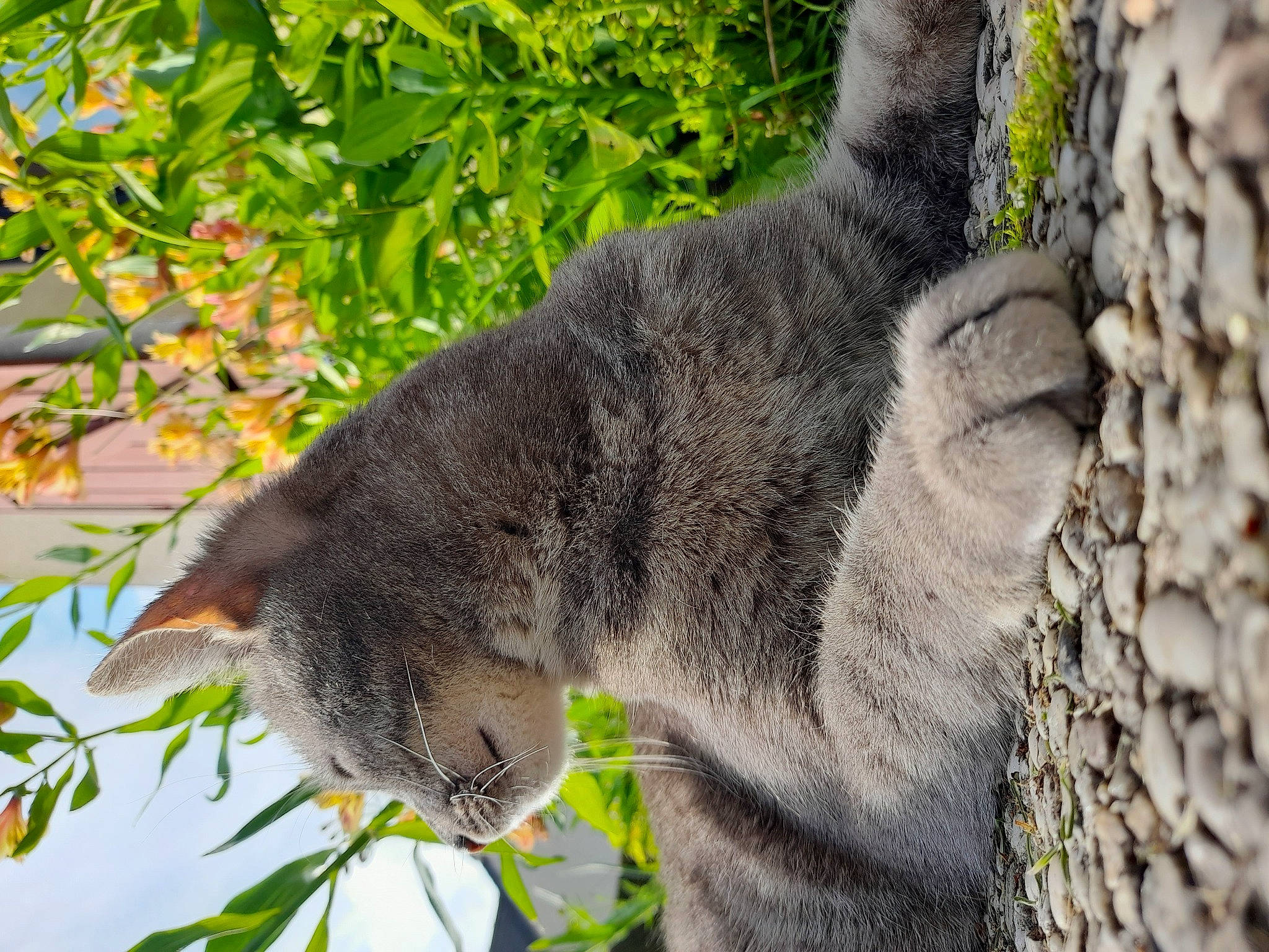 Skitty a rejoint le concours — aidez-le/la à gagner de superbes lots ! branch, carnivore, cat, domestic_short_haired_cat, felidae, fur, grass, grey, groundcover, lynx, plant, small_to_medium_sized_cats, snout, tail, terrestrial_animal, tree, trunk, twig, whiskers, woody_plant