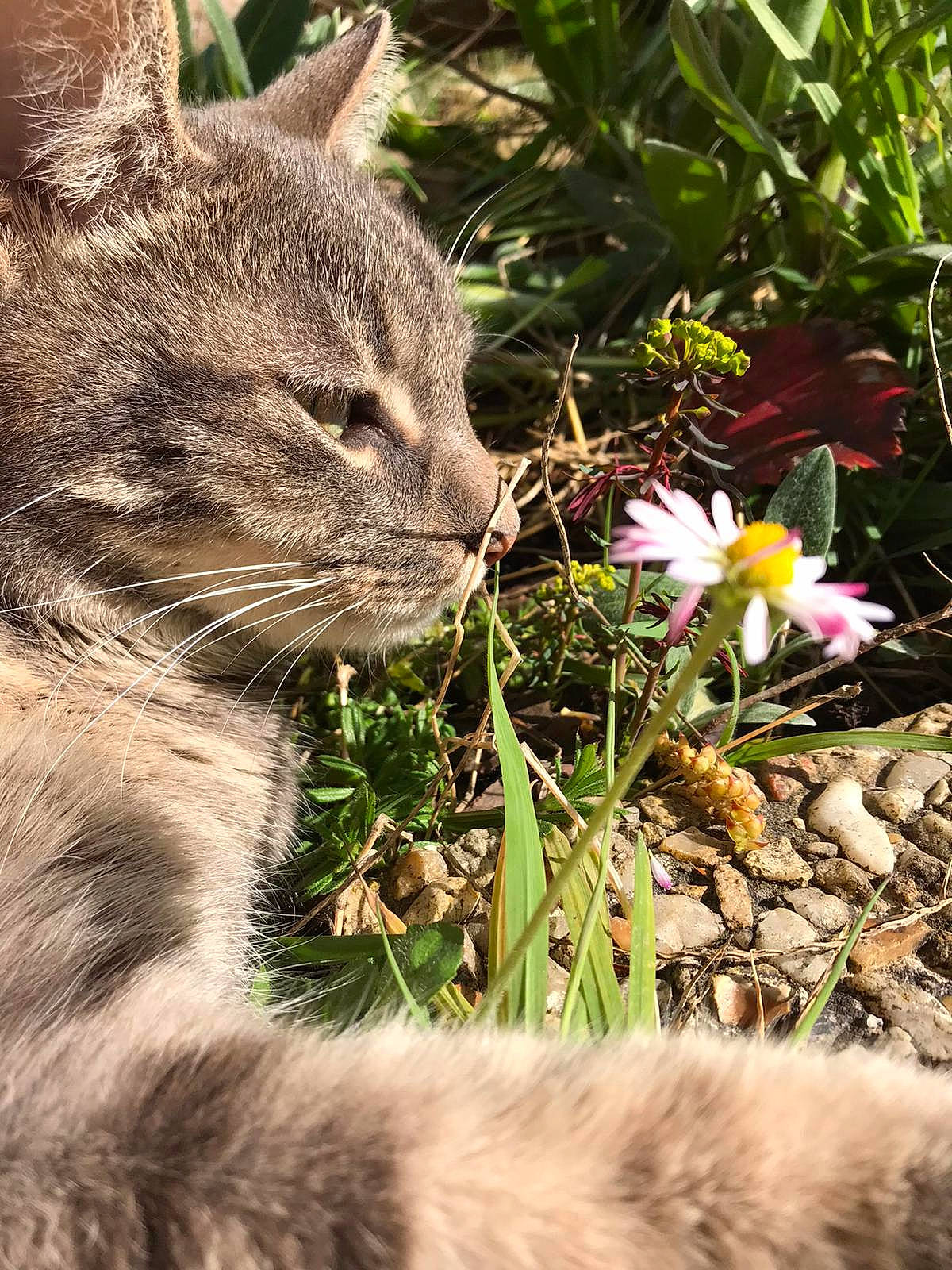 Skitty a rejoint le concours — aidez-le/la à gagner de superbes lots ! botany, carnivore, cat, fawn, felidae, flower, flowering_plant, grass, grass_family, groundcover, leaf, nature, petal, plant, small_to_medium_sized_cats, terrestrial_animal, terrestrial_plant, vegetation, vertebrate, whiskers