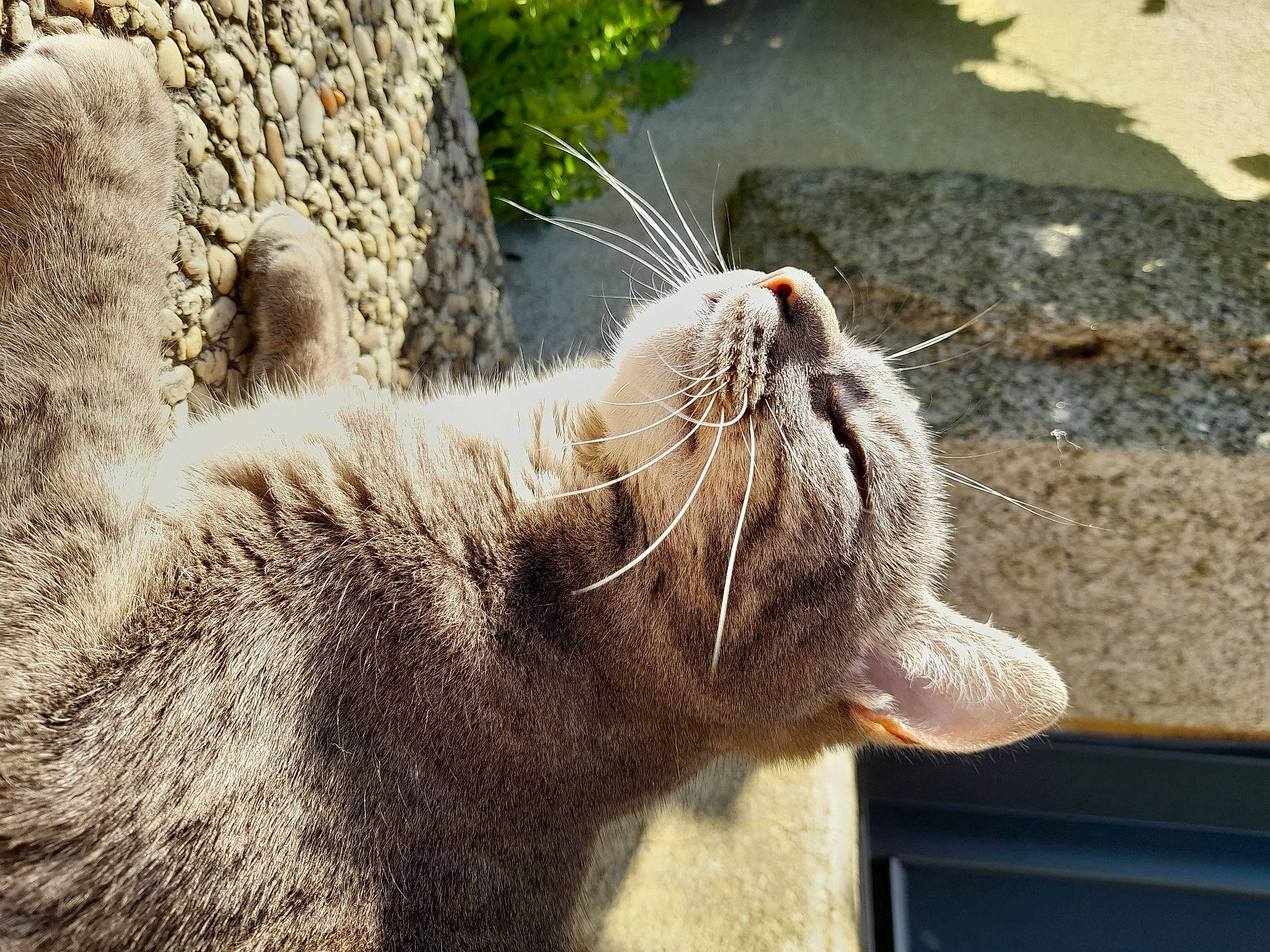 Skitty participe au concours pour gagner de l'argent avec cette photo : carnivore, cat, claw, comfort, domestic_short_haired_cat, fawn, felidae, fur, grass, grey, nap, paw, plant, small_to_medium_sized_cats, snout, tail, terrestrial_animal, whiskers, wildlife, window