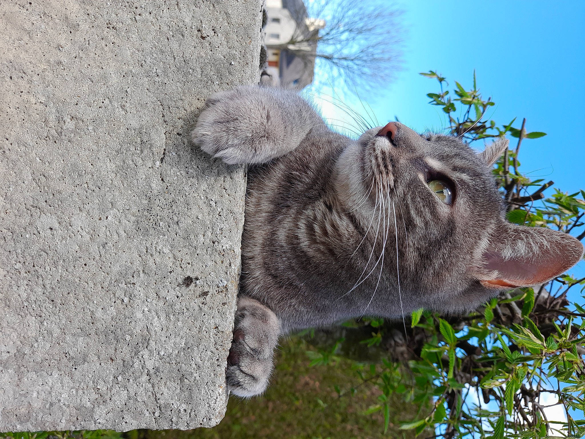 Skitty a rejoint le concours — aidez-le/la à gagner de superbes lots ! art, concrete, fawn, felidae, fur, grass, groundcover, plant, sky, snout, tail, terrestrial_animal, tree, trunk, twig, whiskers, wildlife, wood, working_animal