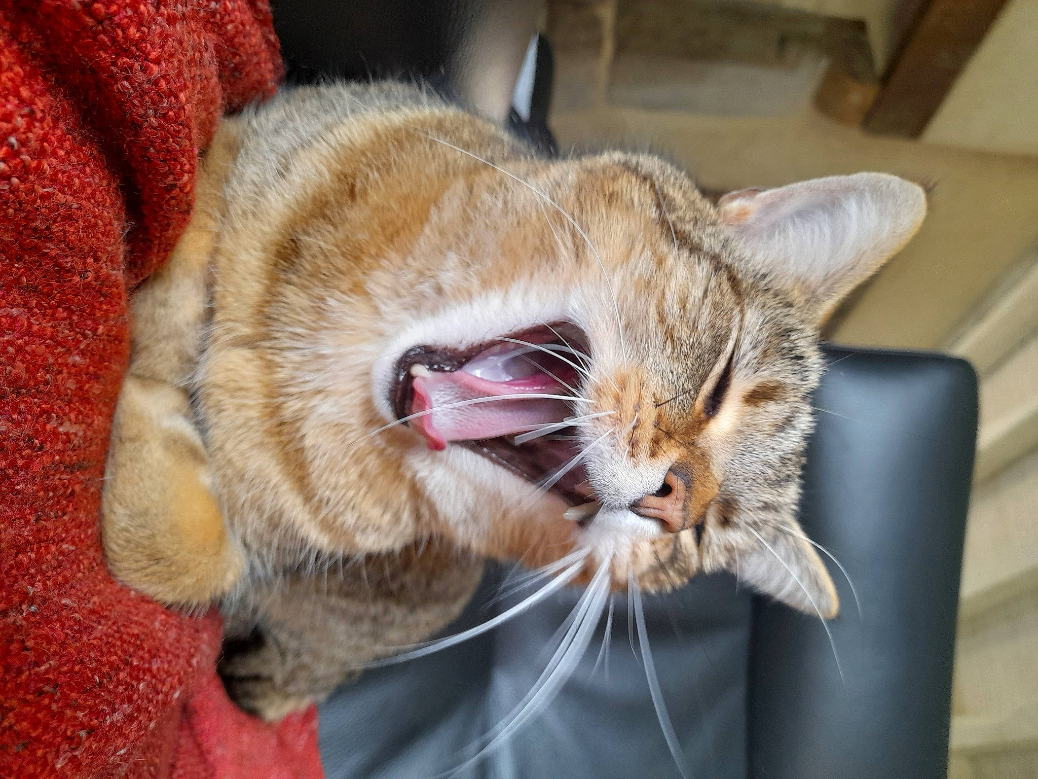 Mojito participe au concours pour gagner de l'argent avec cette photo : carnivore, cat, claw, collar, comfort, domestic_short_haired_cat, ear, fang, fawn, felidae, foot, fur, human_leg, paw, small_to_medium_sized_cats, snout, tail, whiskers, window, yawn