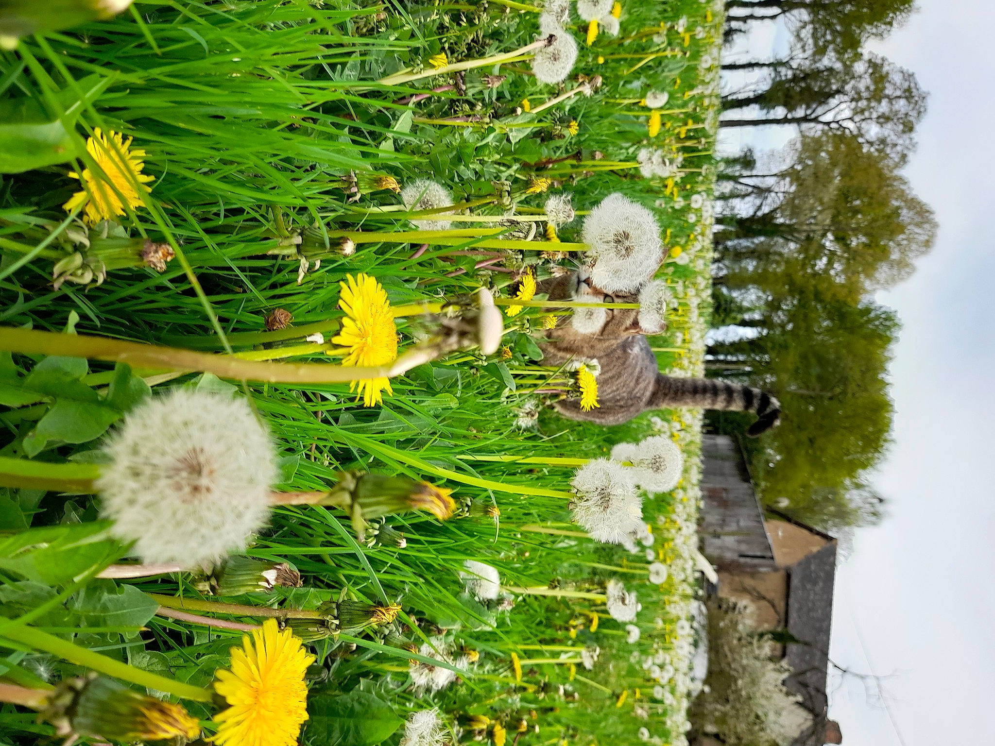 Mojito participe au concours pour gagner de l'argent avec cette photo : annual_plant, botany, dandelion, flower, flowering_plant, grass, green, groundcover, herbaceous_plant, nature, petal, plant, shrub, sky, spring, terrestrial_plant, tree, vegetation, wildflower, yellow