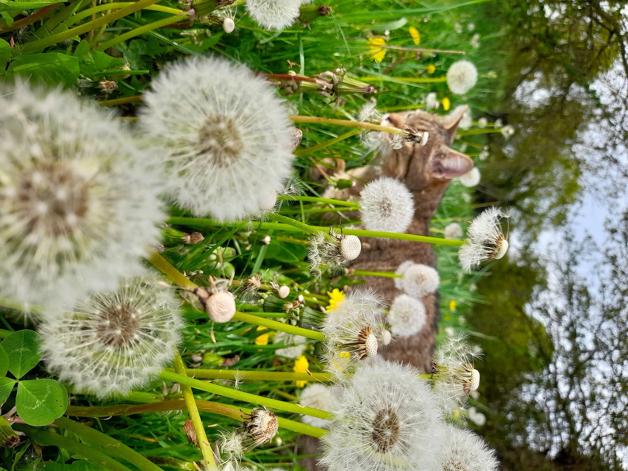 Mojito participe au concours pour gagner de l'argent avec cette photo : annual_plant, daisy_family, dandelion, flower, flowering_plant, grass, groundcover, pedicel, petal, plant, pollen, terrestrial_plant, water, wildflower