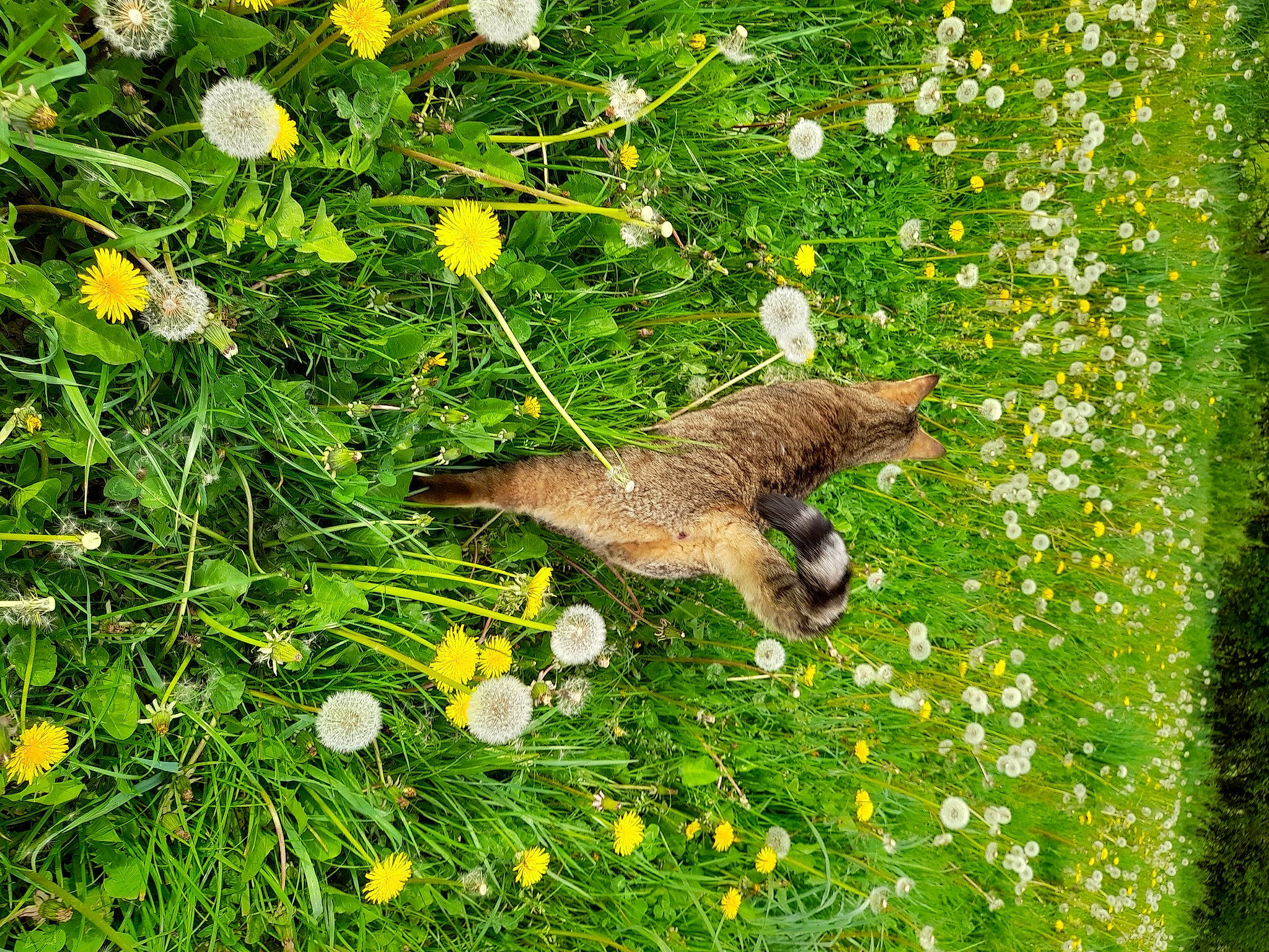 Mojito participe au concours pour gagner de l'argent avec cette photo : beak, bird, camomile, dandelion, ecoregion, flower, flowering_plant, grass, grass_family, grassland, green, groundcover, lawn, meadow, people_in_nature, petal, plant, shrub, tail, vegetation