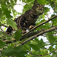 Maow participe au concours pour gagner de l'argent avec cette photo : adventure, animal, branch, cat, climbing, closeup, curious, daylight, eyes, fur, greenery, leaves, mammal, nature, outdoor, pet, tabby_cat, tree, whiskers, wildlife