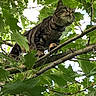 adventure, animal, branch, cat, climbing, closeup, curious, daylight, eyes, fur, greenery, leaves, mammal, nature, outdoor, pet, tabby_cat, tree, whiskers, wildlife