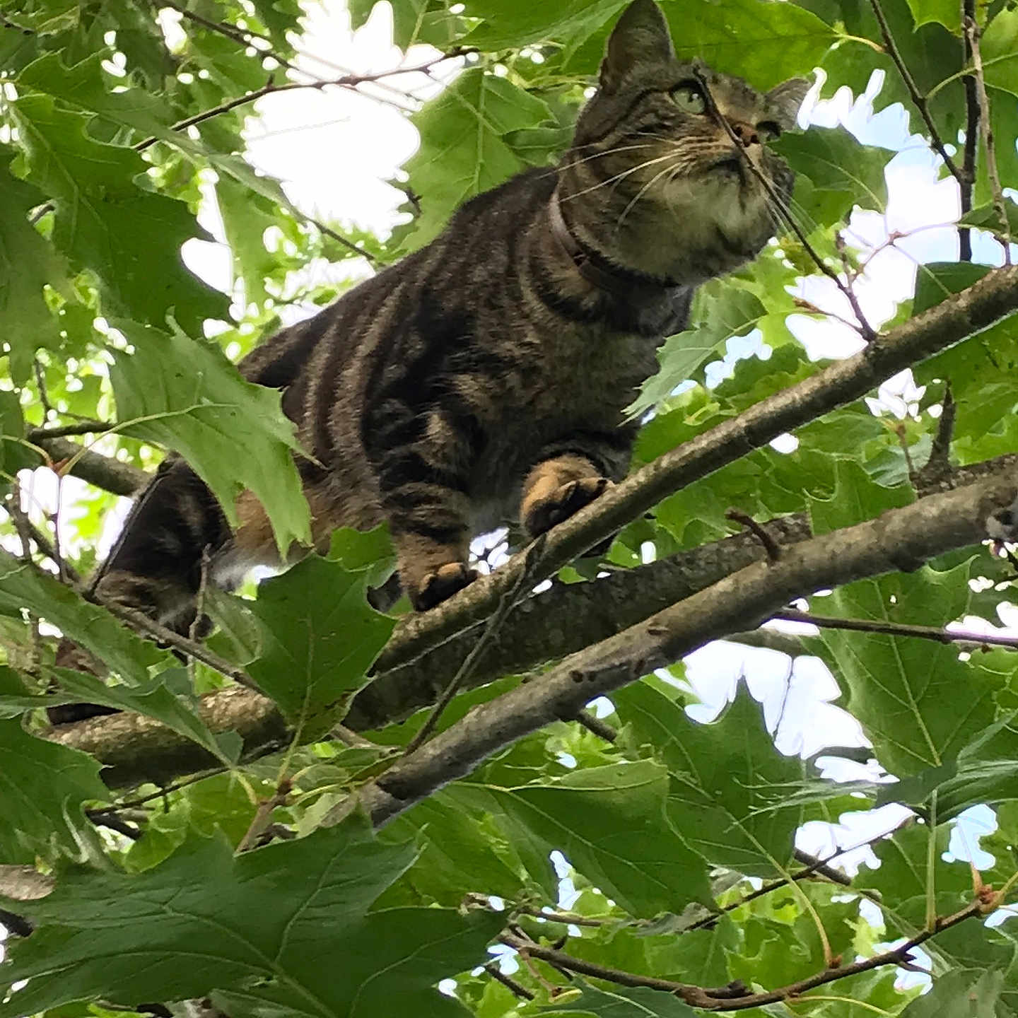 Maow