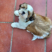 Appy participe au concours pour gagner de l'argent avec cette photo : puppy, dog, tile_floor, brown, white, black, fur, pet, cute, animal, looking_up, laying_down, floor, indoors, small, young, domestic, companion, soft, curious