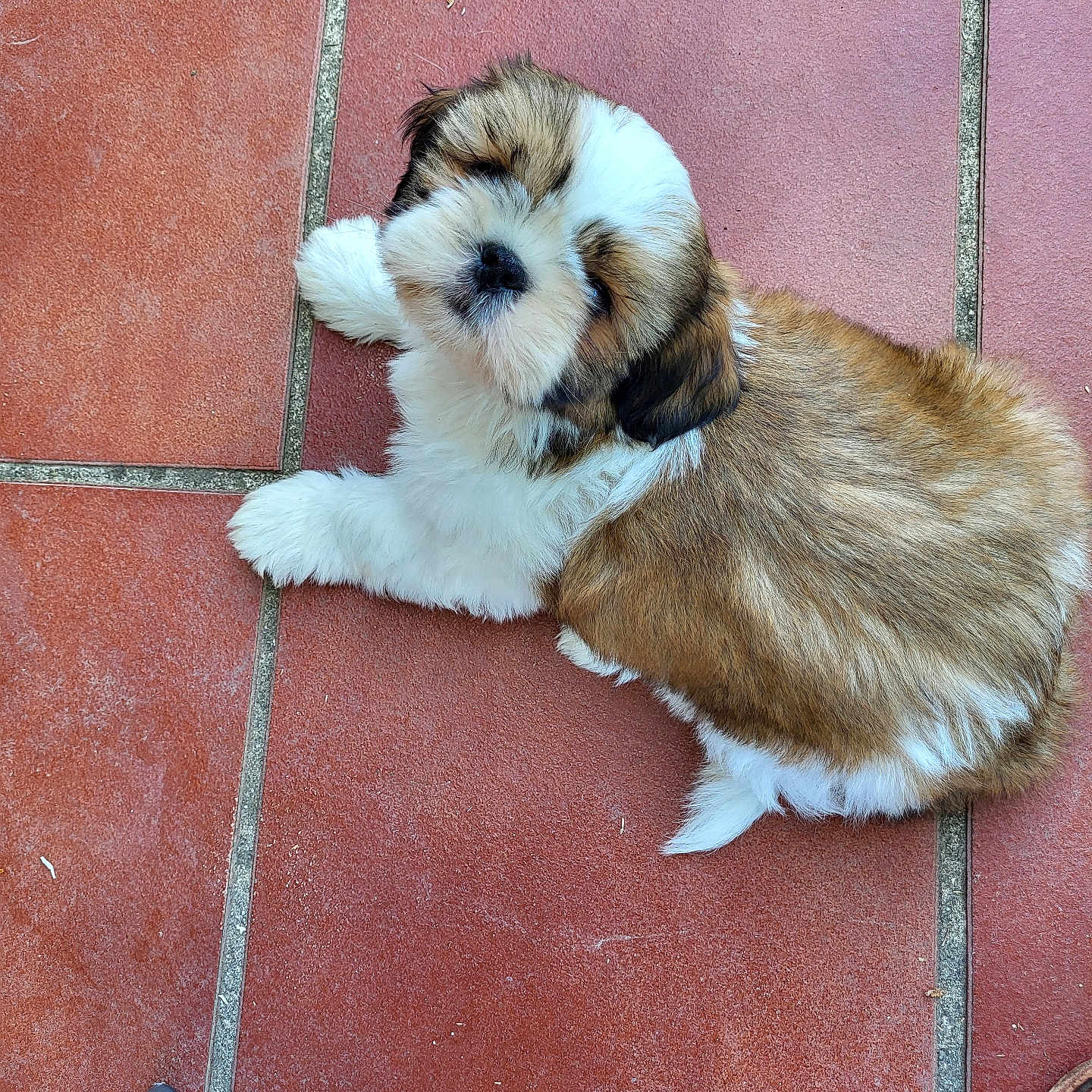 Appy participe au concours pour gagner de l'argent avec cette photo : animal, black, brown, companion, curious, cute, dog, domestic, floor, fur, indoors, laying_down, looking_up, pet, puppy, small, soft, tile_floor, white, young
