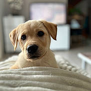 Usko a rejoint le concours — aidez-le/la à gagner de superbes lots ! puppy, dog, labrador, yellow_labrador, pet, cute, indoor, blanket, fur, animal, young, curious, face, ears, nose, eyes, soft, cozy, home, blurred_background