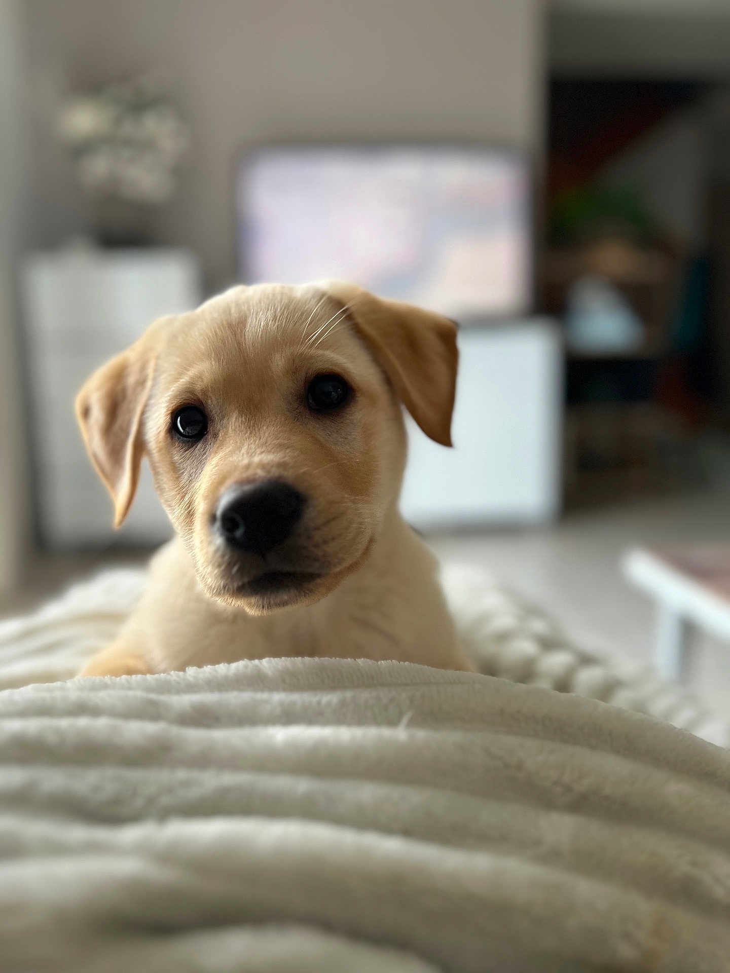 Usko
