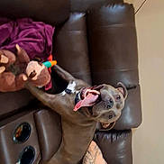 Brutus is registered to the contest to win money with this photo: dog, person, tattoo, shirtless, couch, leather, stuffed_toy, toy_duck, tongue_out, happy, indoor, living_room, relaxing, casual, brown, furniture, companion, pet, playful, smiling