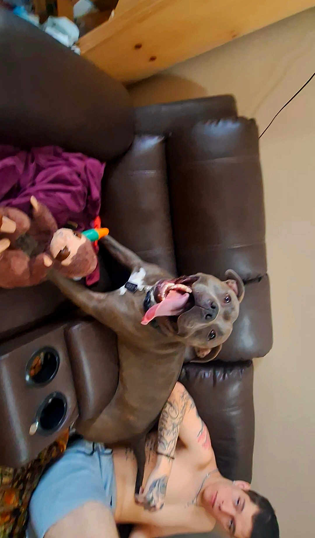 Brutus is registered to the contest to win money with this photo: dog, person, tattoo, shirtless, couch, leather, stuffed_toy, toy_duck, tongue_out, happy, indoor, living_room, relaxing, casual, brown, furniture, companion, pet, playful, smiling